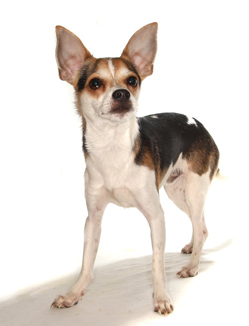 JIM - Chihuahua available for adoption