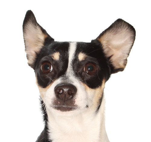 Jack, an adoptable Chihuahua in Oakland Park, FL