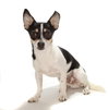 Jack - Photo 2