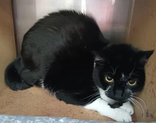Meow Meow - Psp - Domestic Short Hair