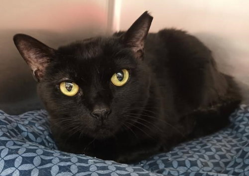 Ruby - PSP, Adult Domestic Short Hair, cat for adoption in Coconut Creek, Florida