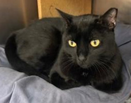 Ruby - PSP, an adoptable Domestic Short Hair in Oakland Park, FL