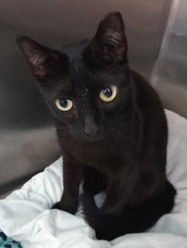 Ben- PSP, Adult Domestic Short Hair (short coat), cat for adoption in Coconut Creek, Florida
