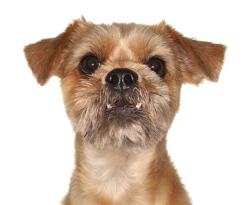 Rylo, an adoptable Yorkshire Terrier Yorkie in Oakland Park, FL