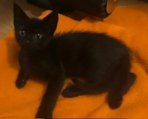 Ace - Psp Foster Home - Domestic Short Hair