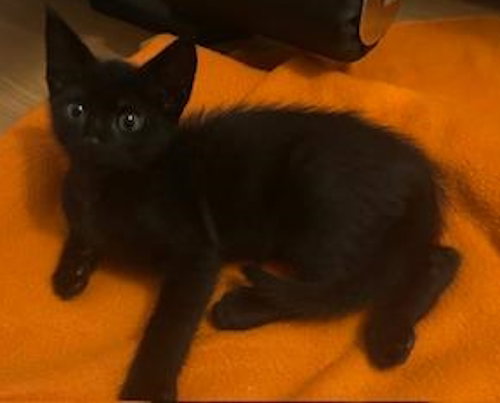 Ace - PSP Foster Home, Baby Domestic Short Hair (short coat), cat for adoption in Aventura, Florida