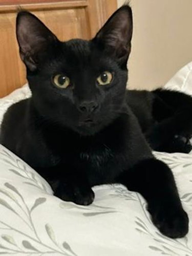 Ace - PSP Foster Home, a cat for adoption from Animal Aid, Inc.
