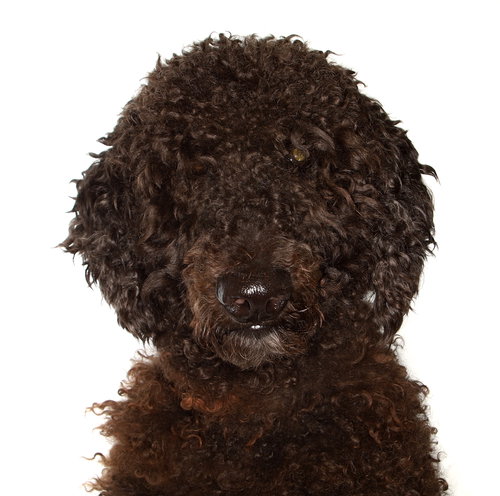 Scarmooch, an adoptable Poodle in Oakland Park, FL