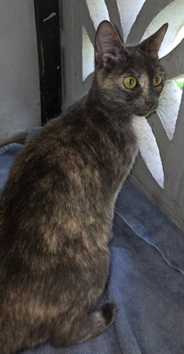 Millie - PSP Foster Home, Adult Tortoiseshell (short coat), cat for adoption in Aventura, Florida