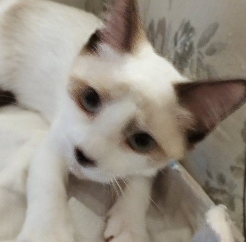 Duffy, an adoptable Siamese in Oakland Park, FL
