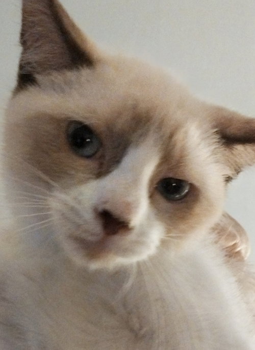Whiskey, an adoptable Siamese in Oakland Park, FL