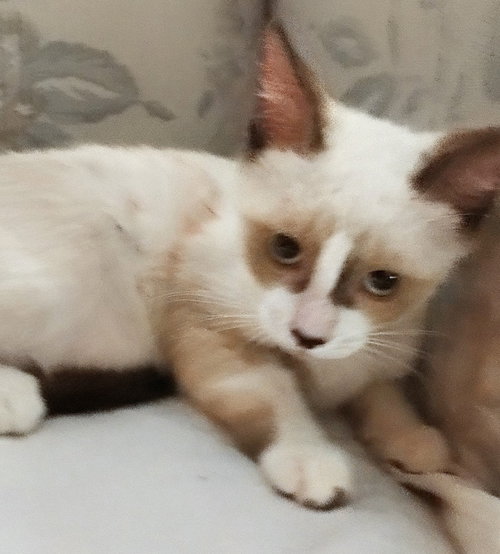 Haley, an adoptable Siamese in Oakland Park, FL