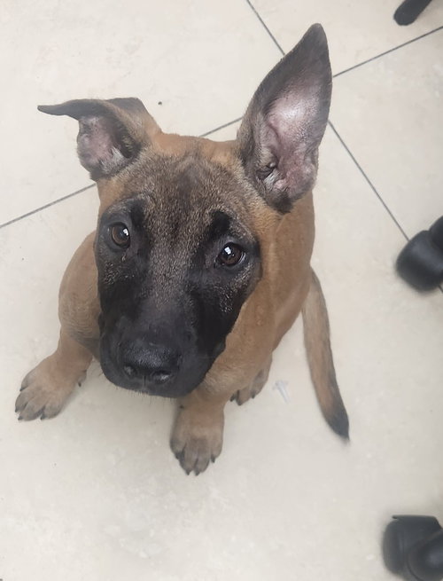Mya, an adoptable Belgian Shepherd Malinois in Oakland Park, FL