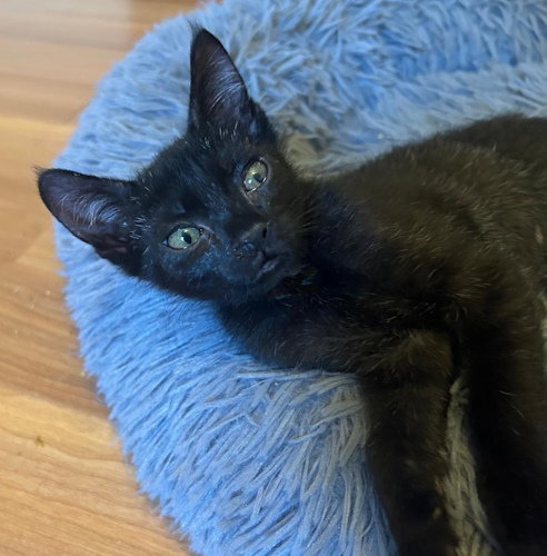 Batman - PSP Foster Home, an adoptable Domestic Short Hair in Oakland Park, FL