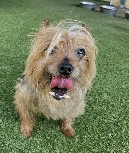 Cisco, an adoptable Yorkshire Terrier Yorkie in Oakland Park, FL