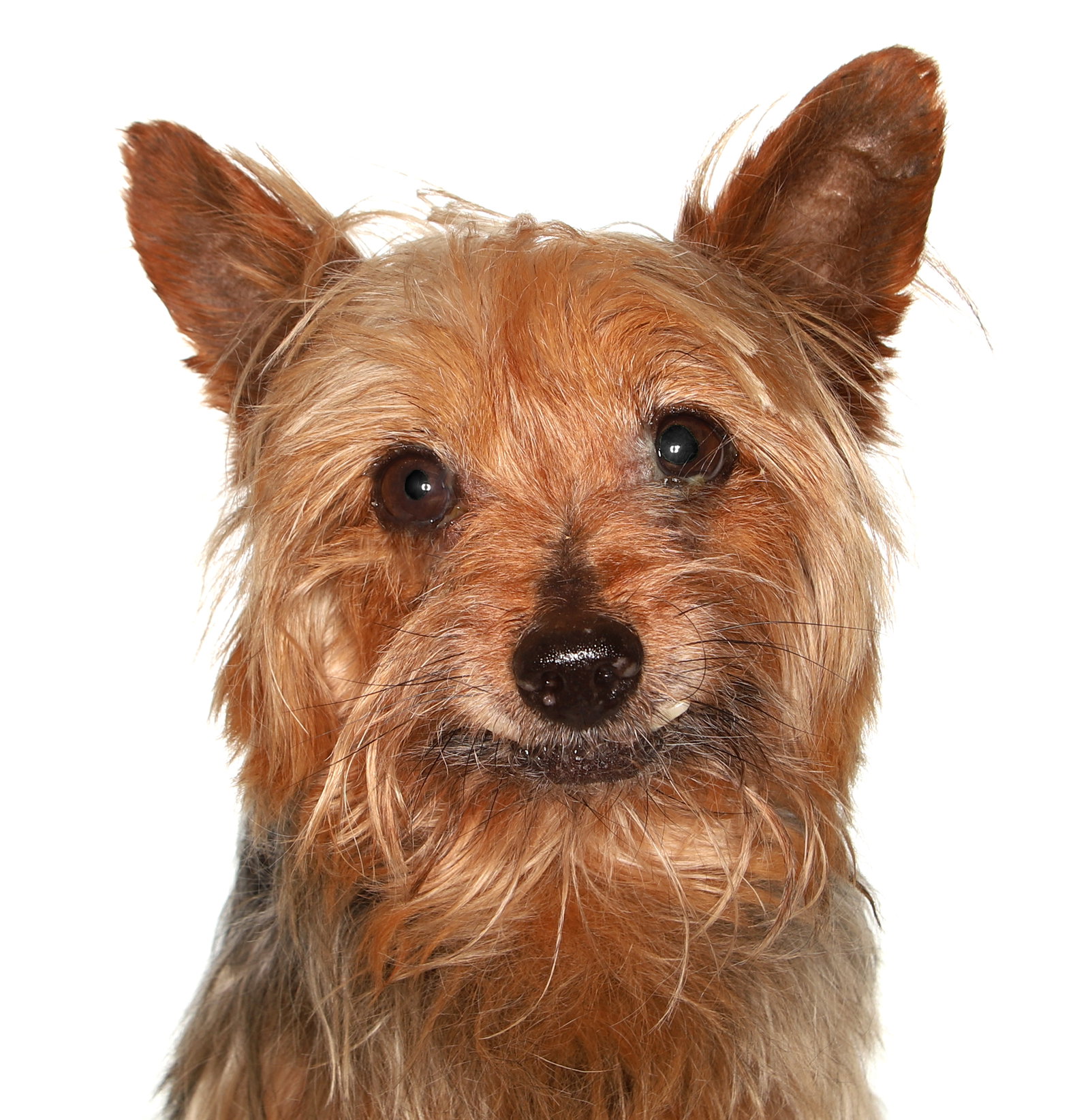 Cisco Image