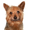 Cisco - Photo 1