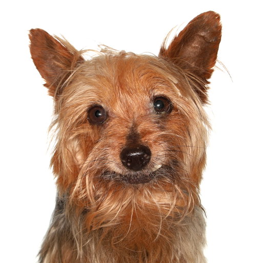 Cisco, an adoptable Yorkshire Terrier Yorkie in Oakland Park, FL