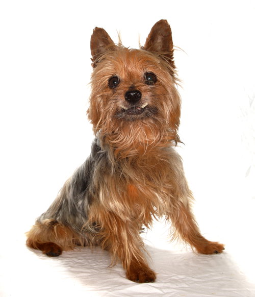 CISCO - Yorkshire Terrier Yorkie available for adoption