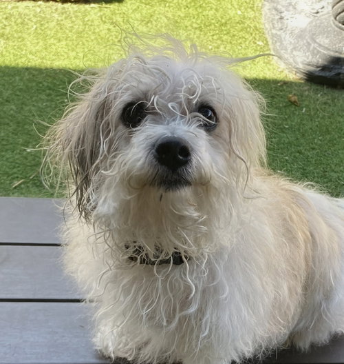 Layla, an adoptable Shih Tzu in Oakland Park, FL