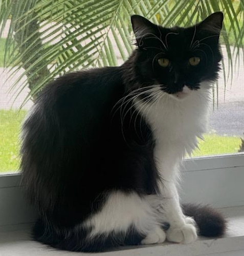 Zorro - PSP, an adoptable Domestic Long Hair in Oakland Park, FL
