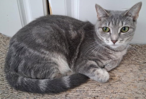 Celina - PSP, an adoptable Domestic Short Hair in Oakland Park, FL