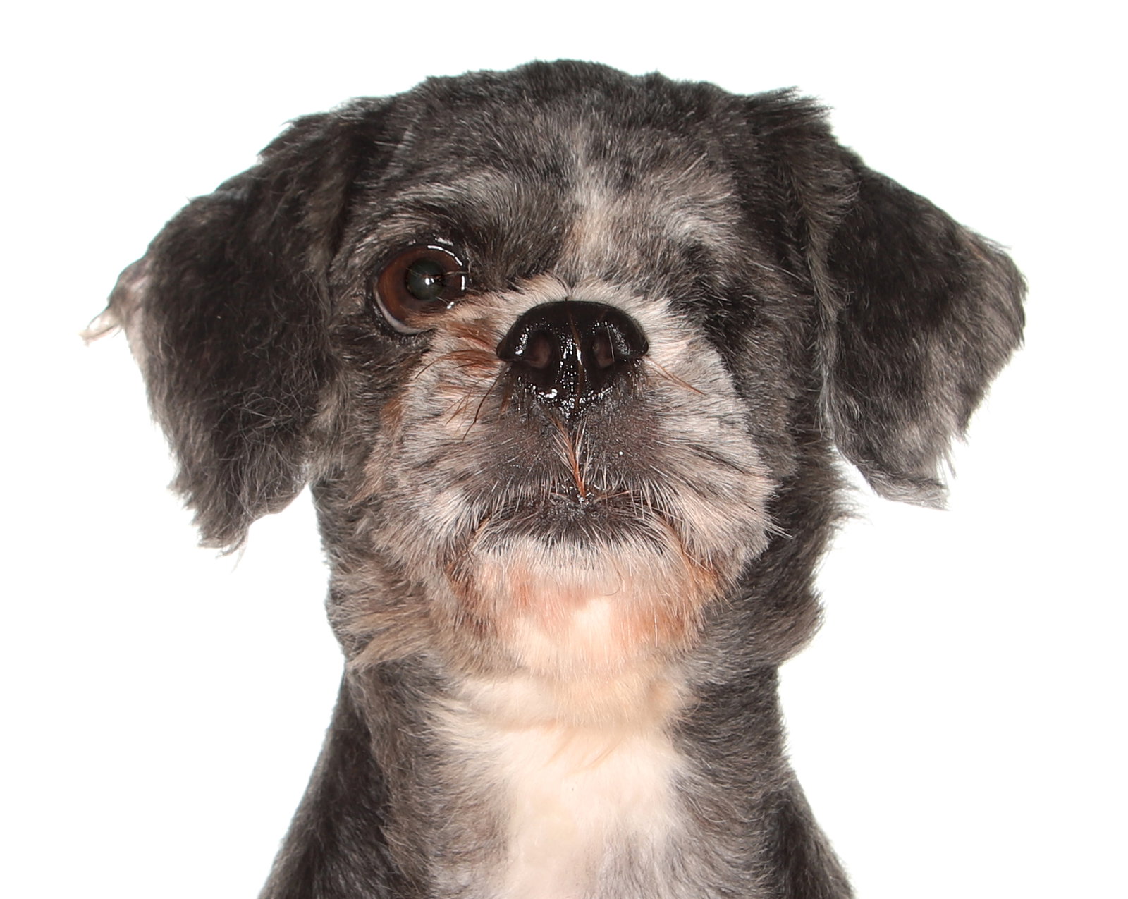 Buddy Image