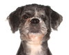 Buddy - Photo 1