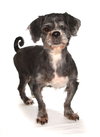 Buddy - Photo 2