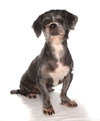 Buddy - Photo 3