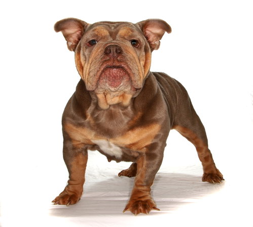 RIHANNA - French Bulldog available for adoption
