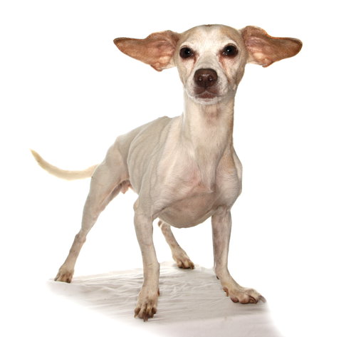 SHANTI - Chihuahua available for adoption