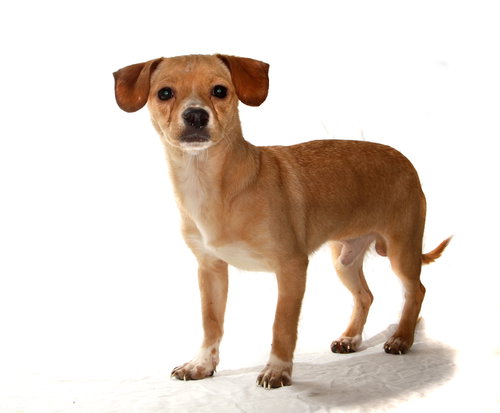 TOD AND TRAVIS - Chihuahua / Dachshund available for adoption