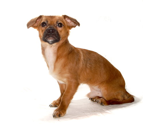 TRAVIS AND TODD - Chihuahua / Dachshund available for adoption