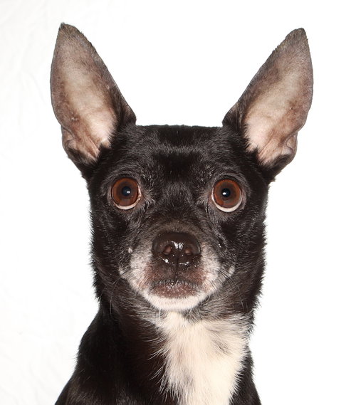 Toby