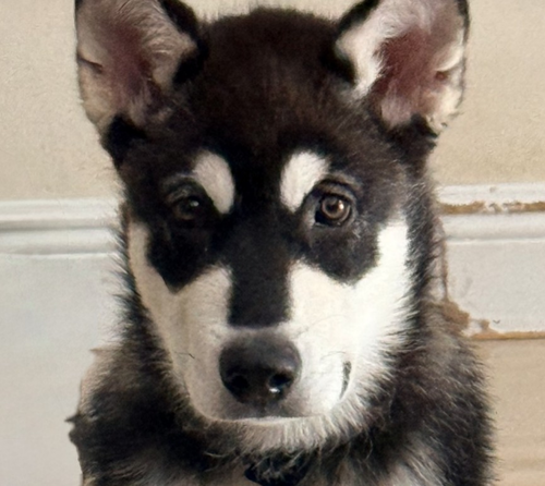 Koda