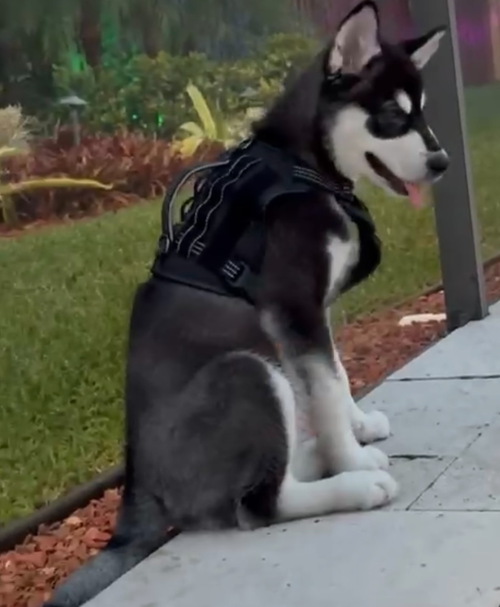Koda photo 2
