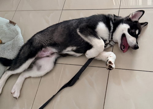 Koda photo 3