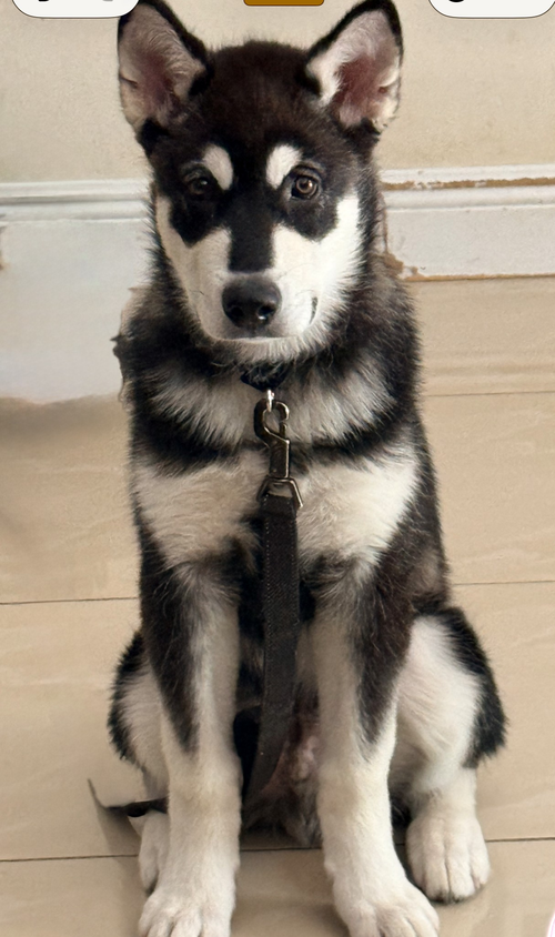 Koda photo 4