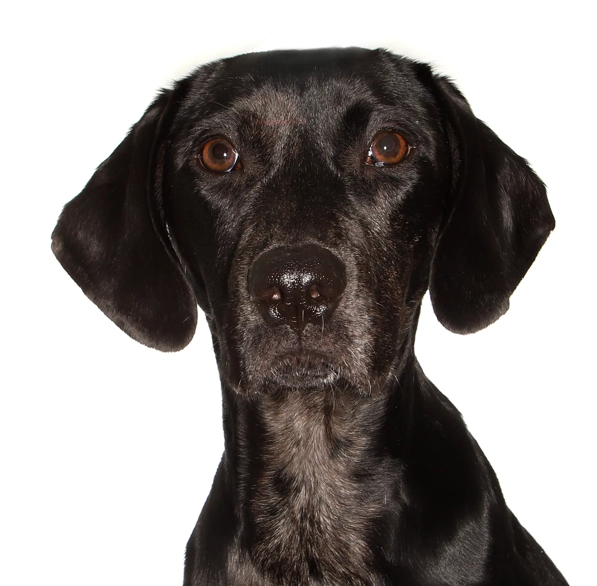 Jobi - Black Labrador Retriever