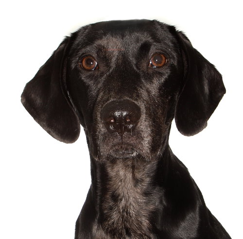 Jobi, an adoptable Black Labrador Retriever in Oakland Park, FL