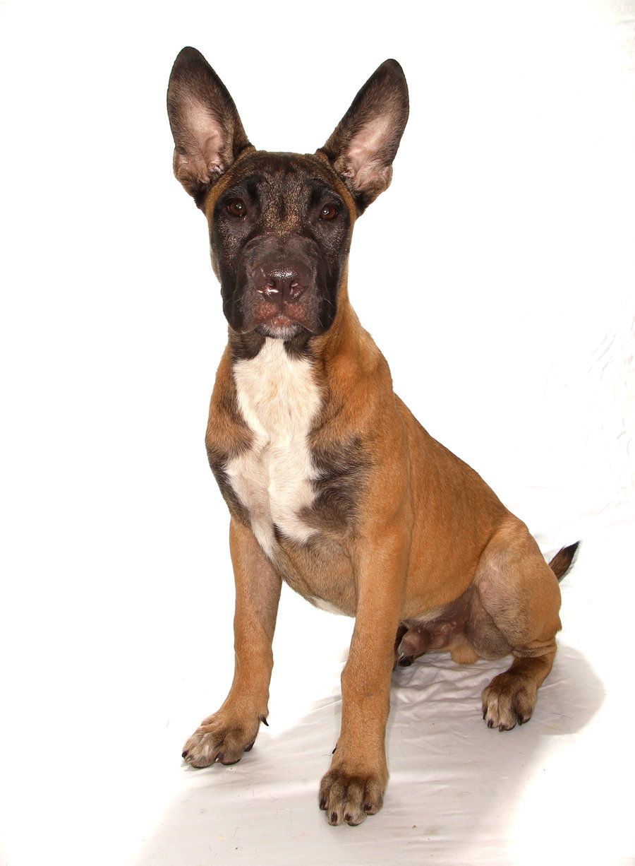 Otto