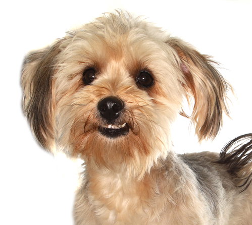 Coco, an adoptable Poodle in Oakland Park, FL