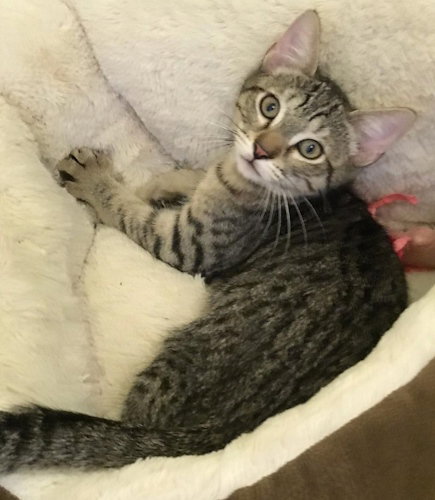 Ash - PSP Foster Home