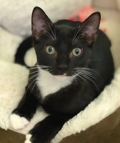 Scout - PSP Foster Home
