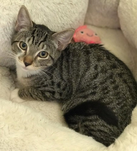 Willow - PSP Foster Home