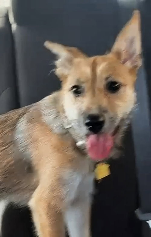Kiwi