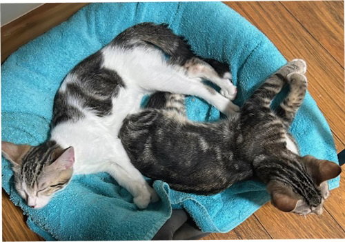 Rosie and Antonella PSP Foster Home