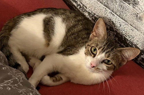 Peper - PSP Foster Home