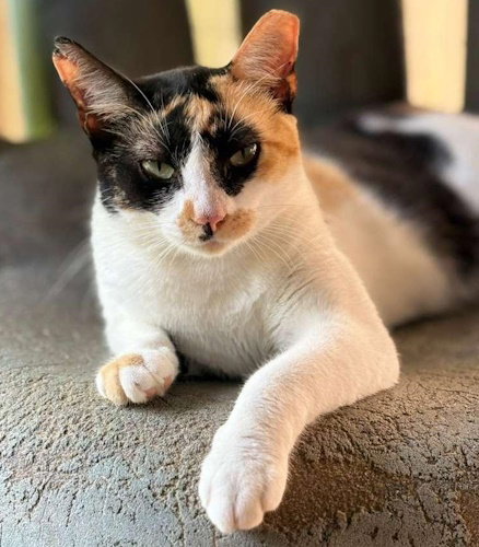 Agatha - PSP Foster Home